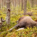 Älgjakt med hund