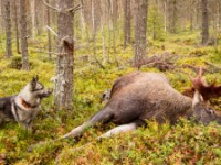 Hunden i jakt