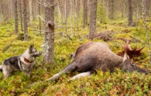 Hunden i jakt