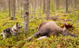 Älgjakt med hund