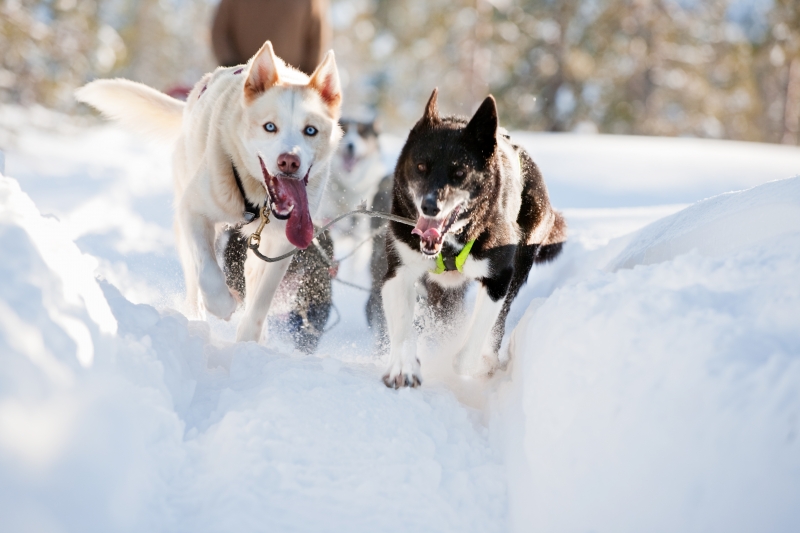 Allt populärare med hundspann