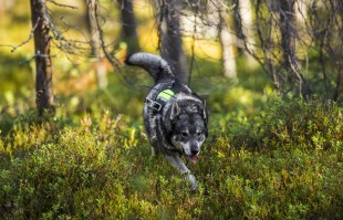 Hund- och jakttips