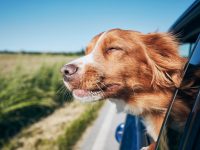 Ge din hund optimala förutsättningar på sommaren