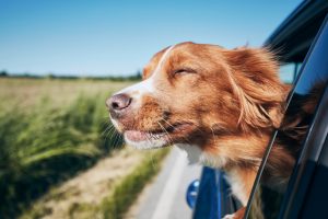 Ge din hund optimala förutsättningar på sommaren