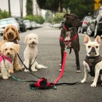 Pack of five dogs owning the street and looking super badass