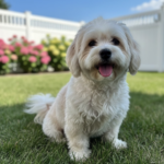 Välj rätt hundras för barnfamiljen glad bichon havanais hund på gräsmatta