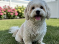 Välj rätt hundras för barnfamiljen